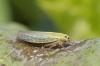 335521 – Photo : Catherine Reymonet-Smitten – France (19)